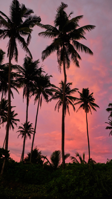 金運が上がるピンクの夕日の画像