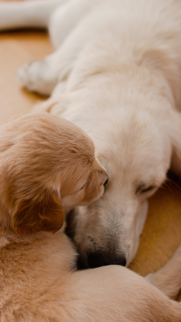 妊娠する母犬と子犬の画像