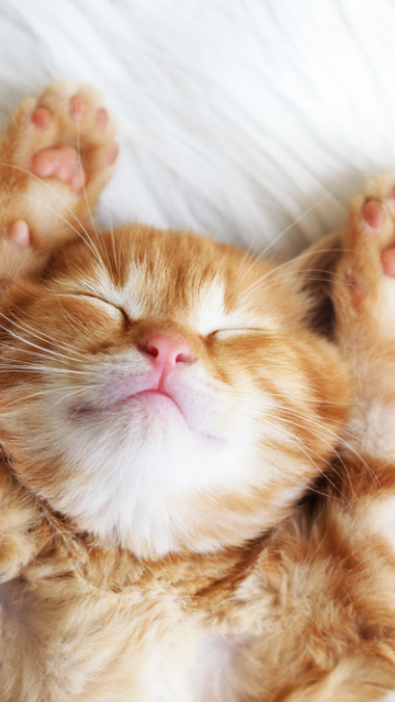 復縁できる猫の画像